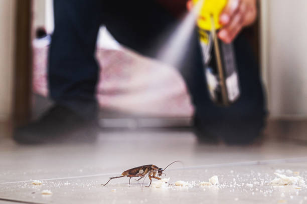 Best Local Pest Control Services  in Sand Ridge, NY